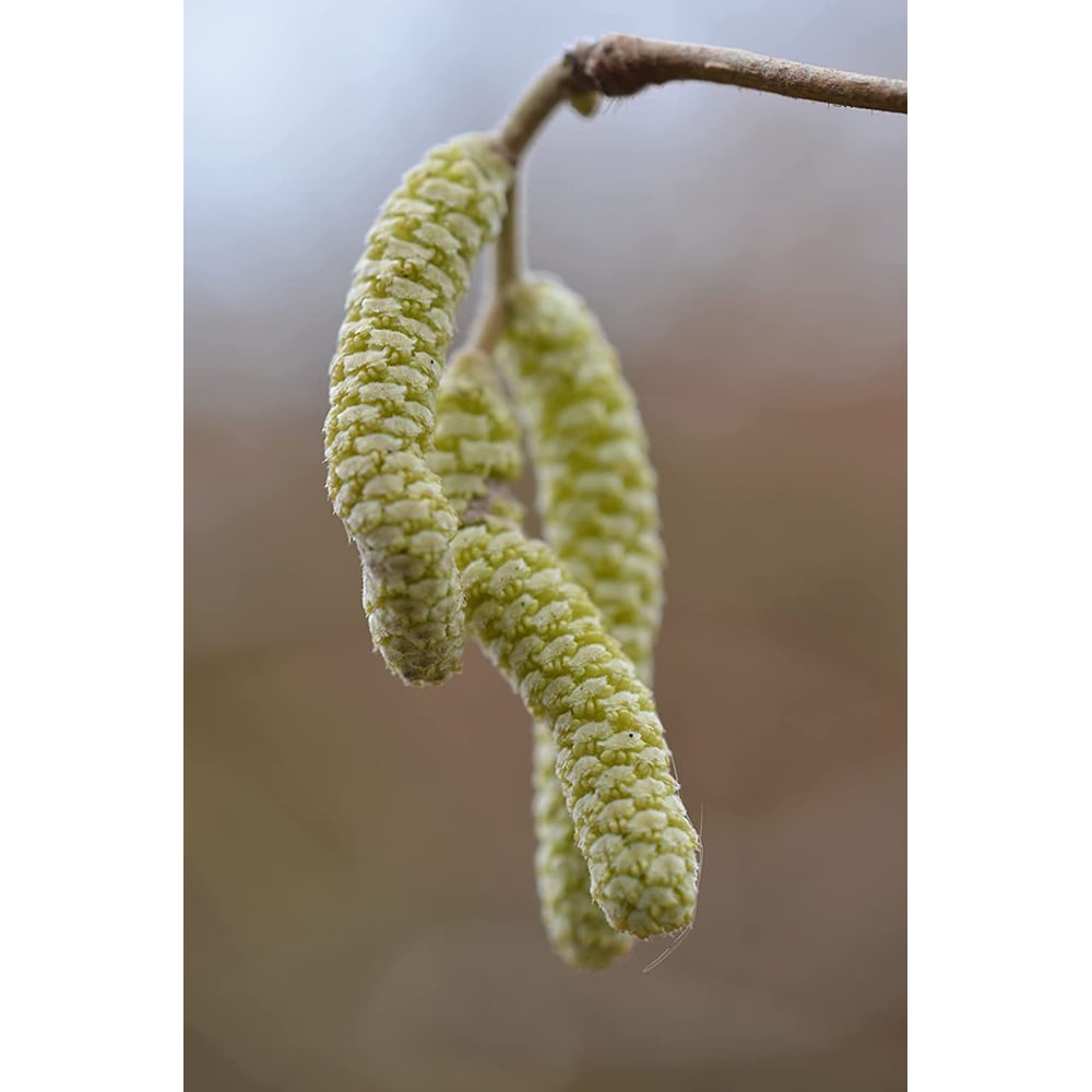 Inspirational Gifting Hazel Bare Root Hedge Plant Saplings 2ft 20 Pack Image 6
