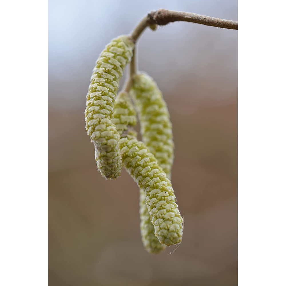 Inspirational Gifting Hazel Bare Root Hedge Plant Saplings 4ft 20 Pack Image 6