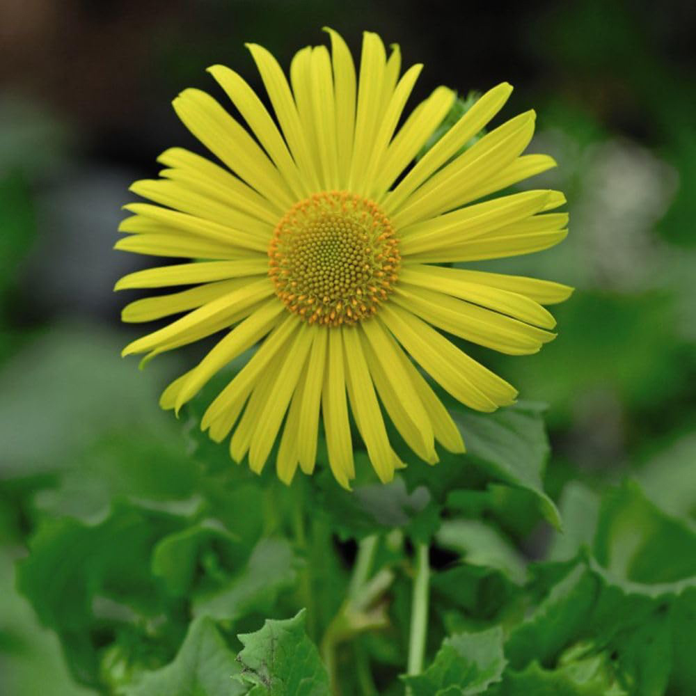 Thompson and Morgan Doronicum Little Leo Plant Pot 9cm Image 1