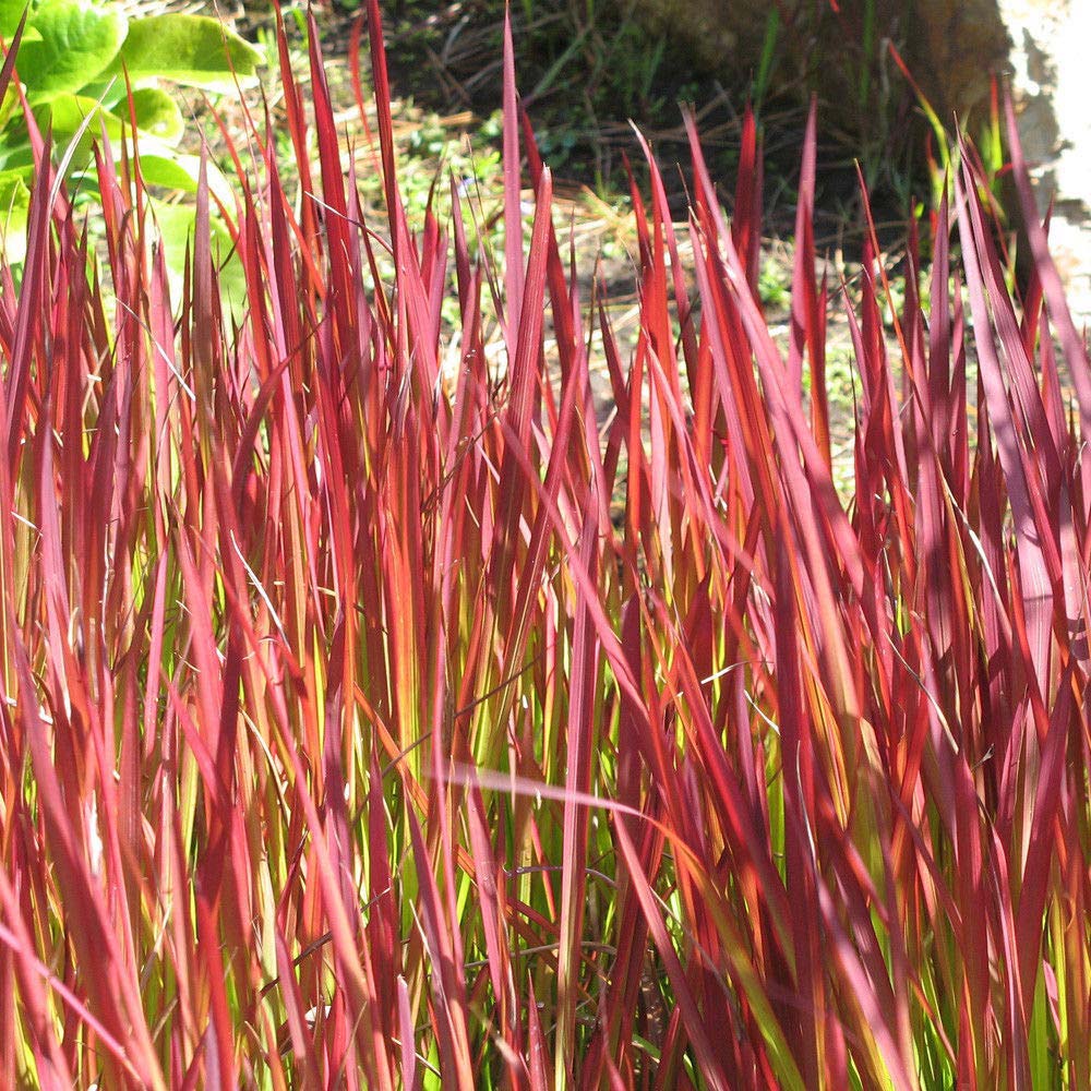 Thompson and Morgan Imperata Grass Red Baron Plant Pot 9cm Image 1