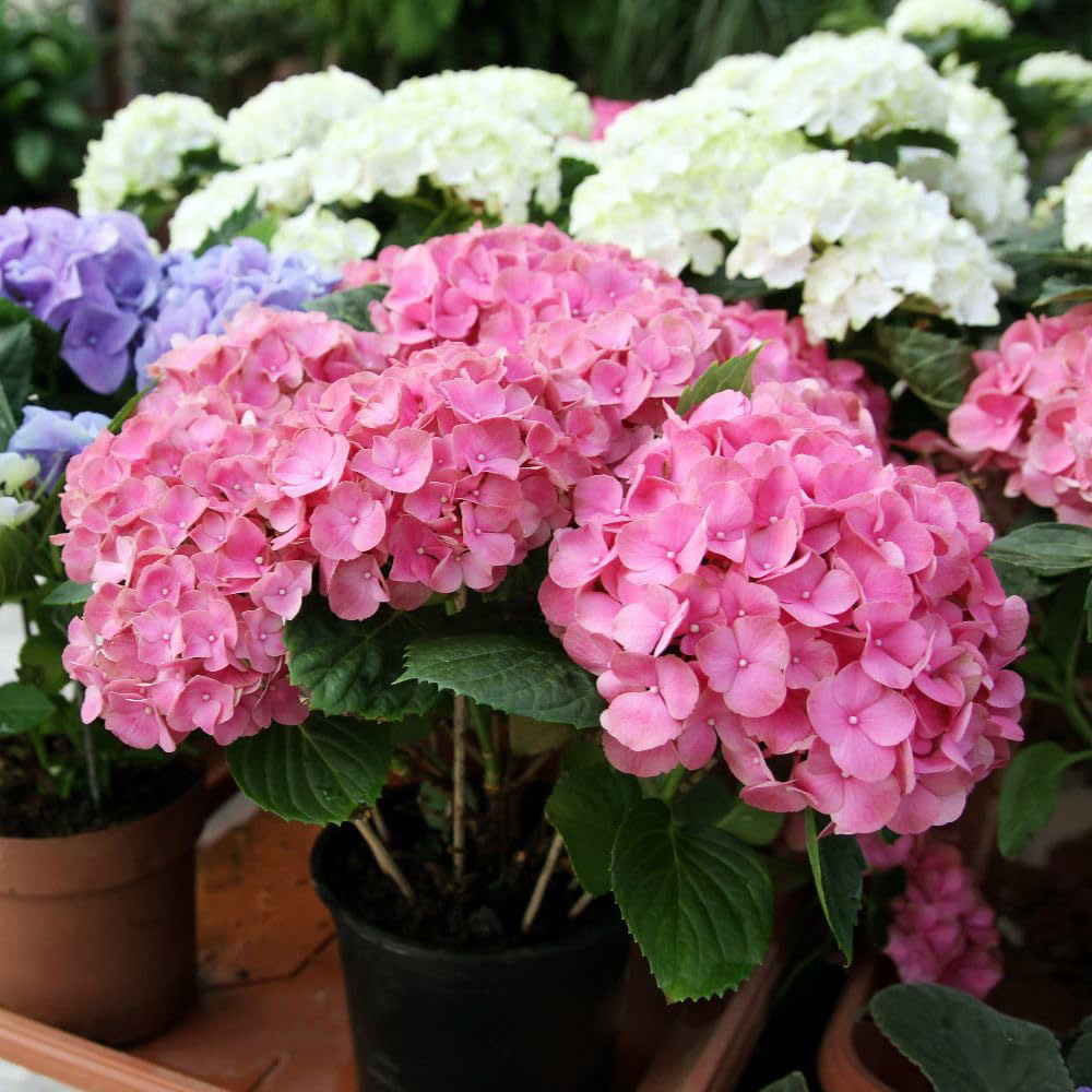 Thompson & Morgan Hydrangea Ankong Plant Pot 5L Image 1