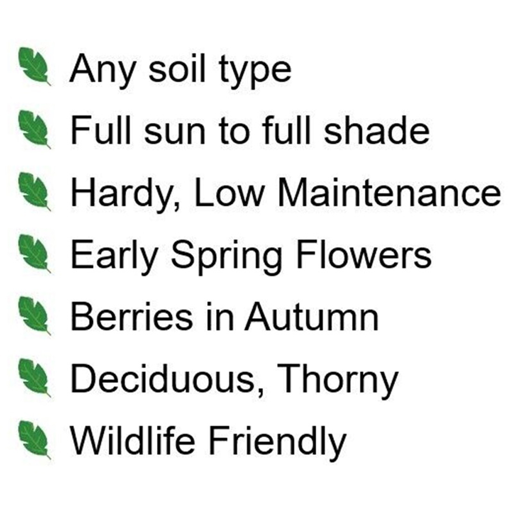 Inspirational Gifting Hawthorn Bare Root Hedge Plant Sapling 30-60cm 5 Pack Image 7