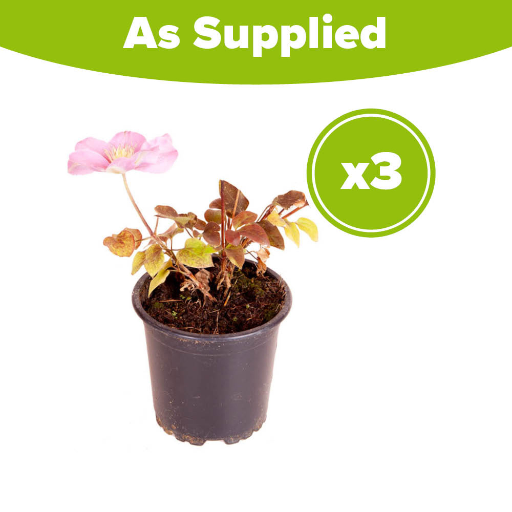 YouGarden Clematis Patio Pompeii Boulevard Plant Pot 10.5cm 3 Pack Image 3