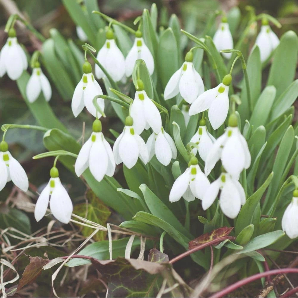 Thompson and Morgan Galanthus Nivalis Single Flowered Autumn Planting Bulb 32 Pack Image 2