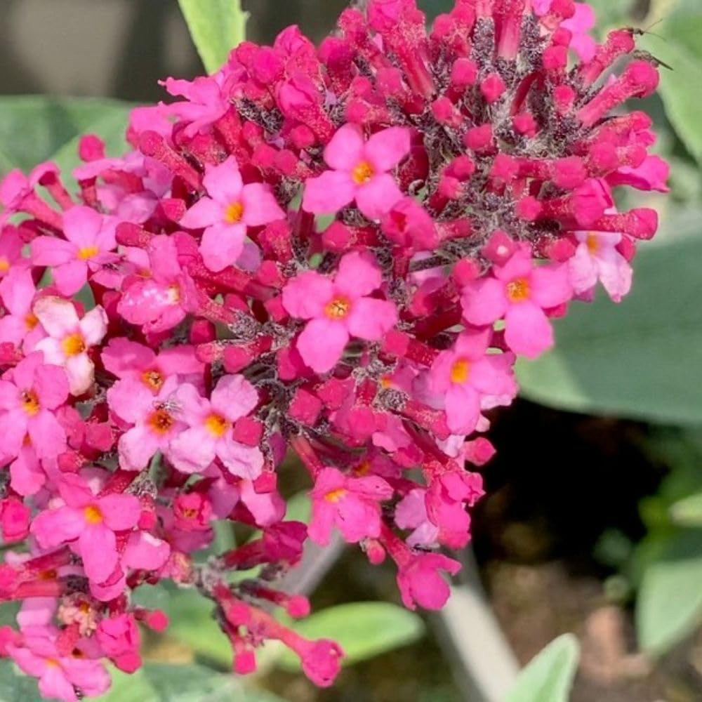 Thompson and Morgan Buddleja Davidii Monarch Prince Charming Plant Pot 3L Image 1