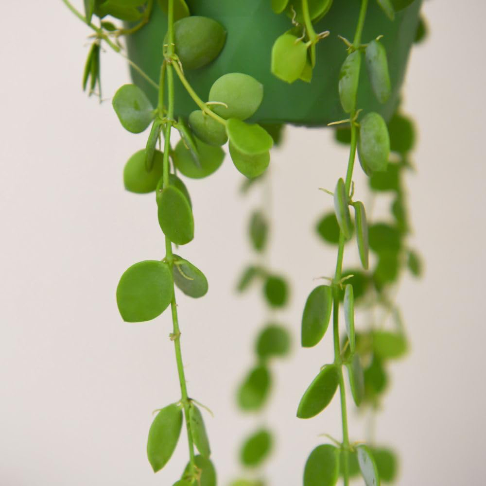 Thompson and Morgan Button Orchid Dischidia Nummularia Hanging Plant Pot 14cm 2 Pack Image 3