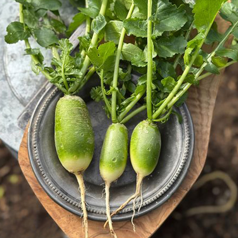 Thompson and Morgan Radish Triumphator F1 Seed Packet Image 1