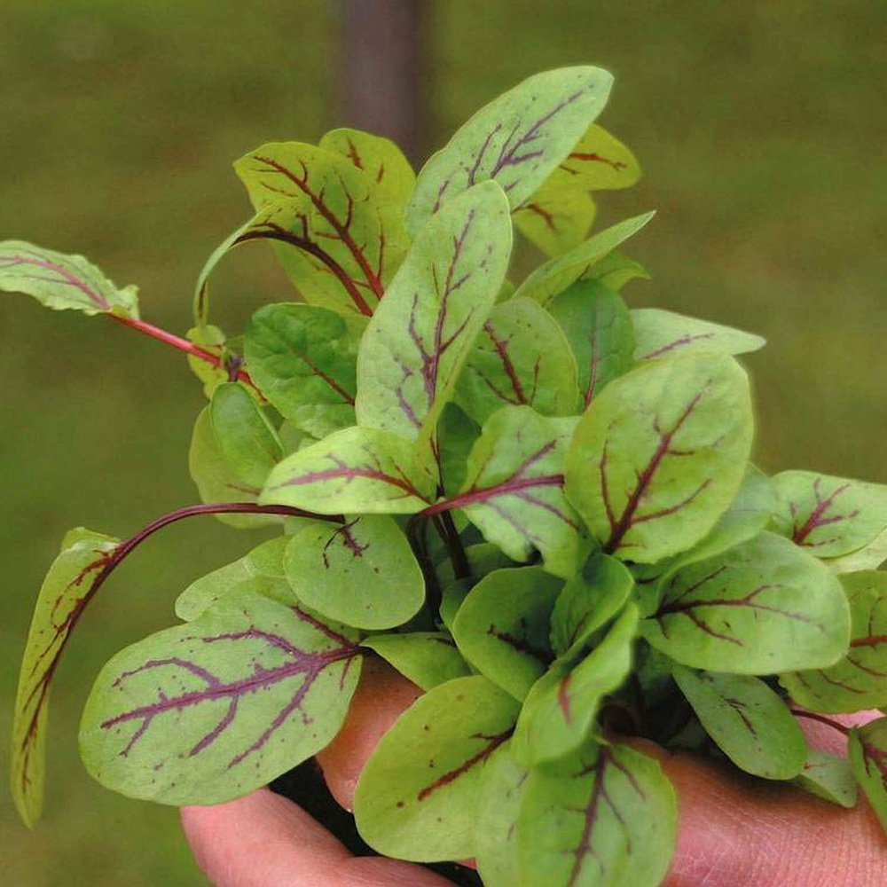 Thompson and Morgan Salad Leaves Sorrel Blood Veined Seeds Image 1