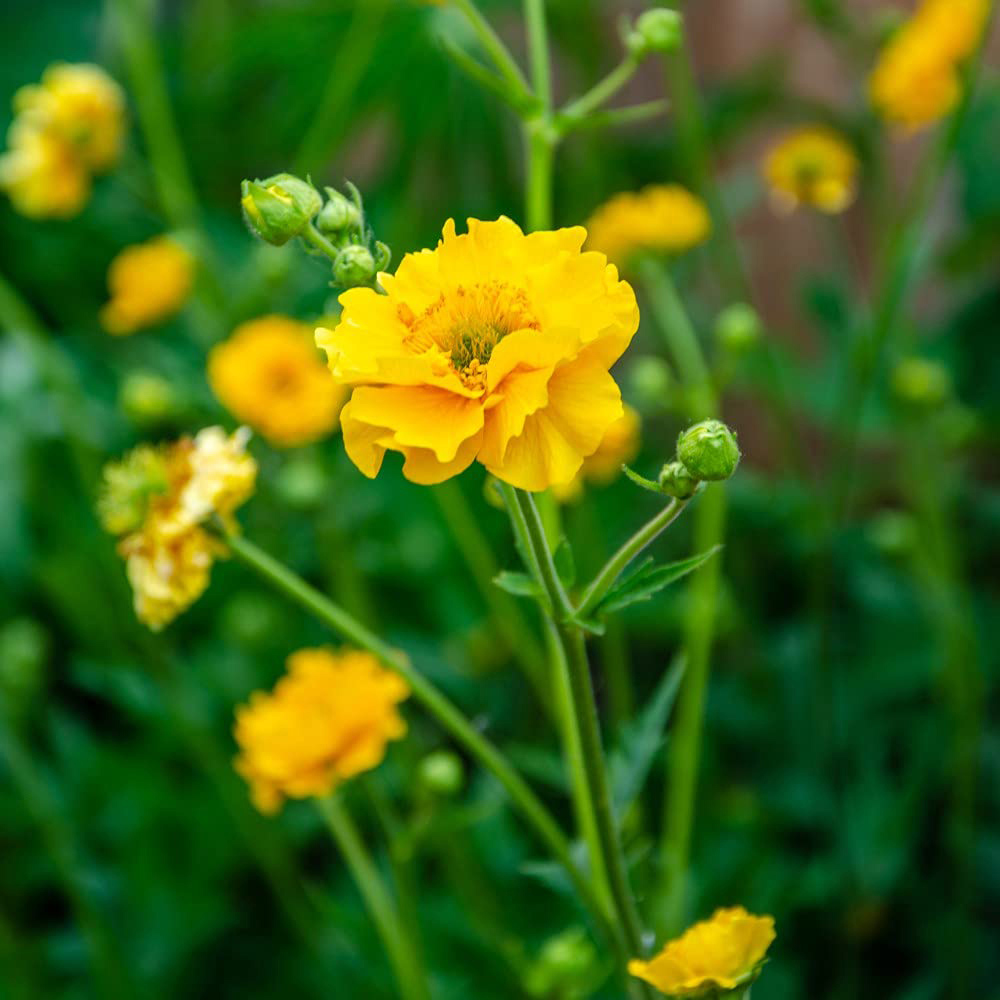 Thompson and Morgan Geum Lady Stratheden Plant Pot 9cm Image 1