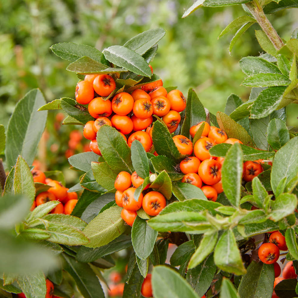 YouGarden Pyracantha Orange Star Plant Pot 9cm 3 Pack Image 2