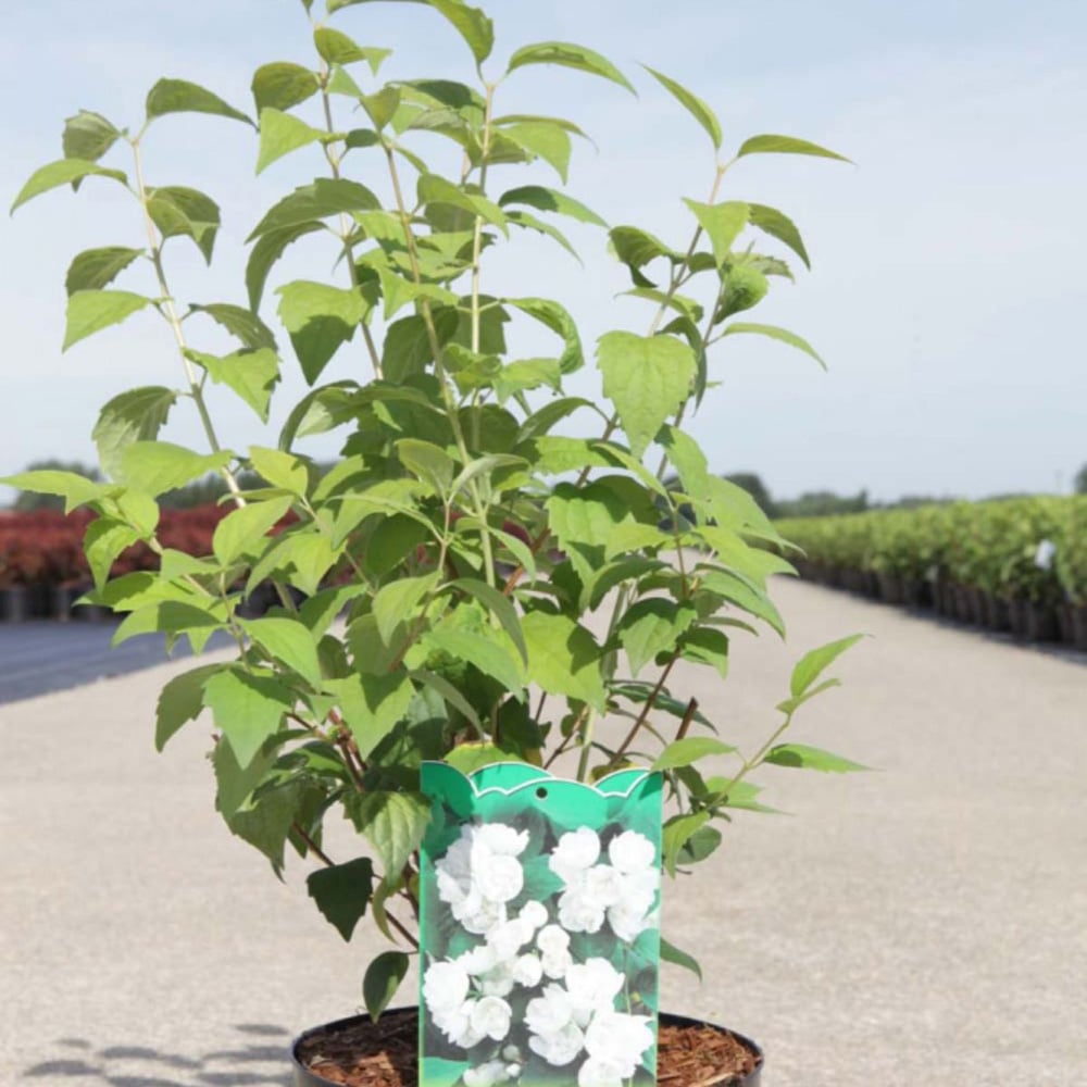 Thompson and Morgan Philadelphus Virginal Plant Pot 3.6L Image 2