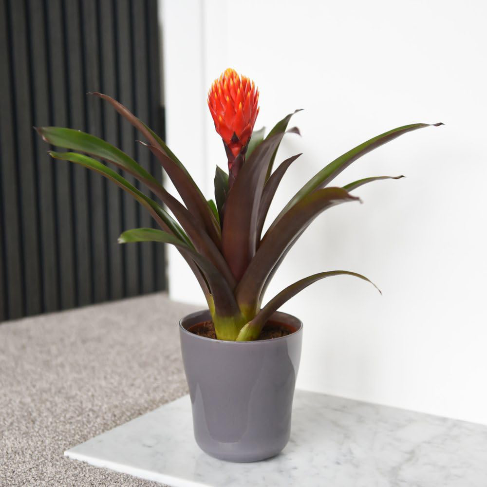 Thompson and Morgan Guzmania Tala Plant Pot 12cm Image 5