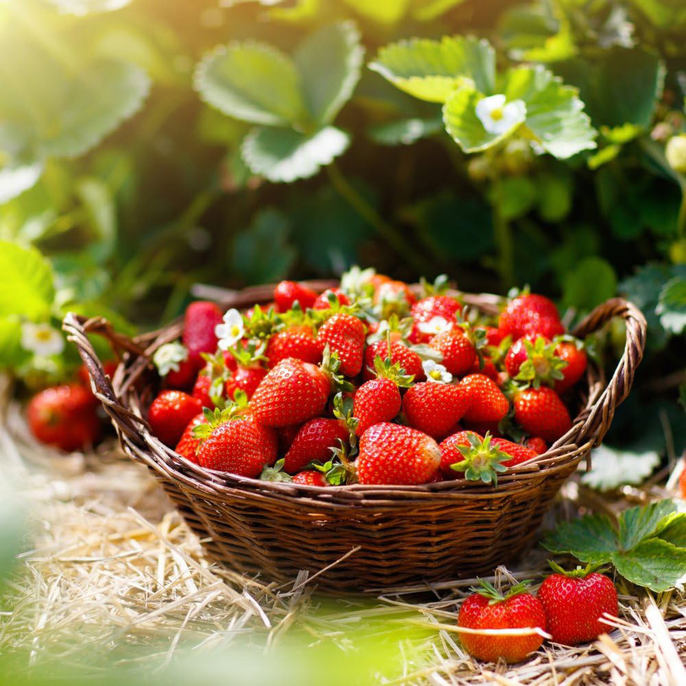 Thompson and Morgan Strawberry Duo Plant in Pot 9cm 2 Pack Image 2