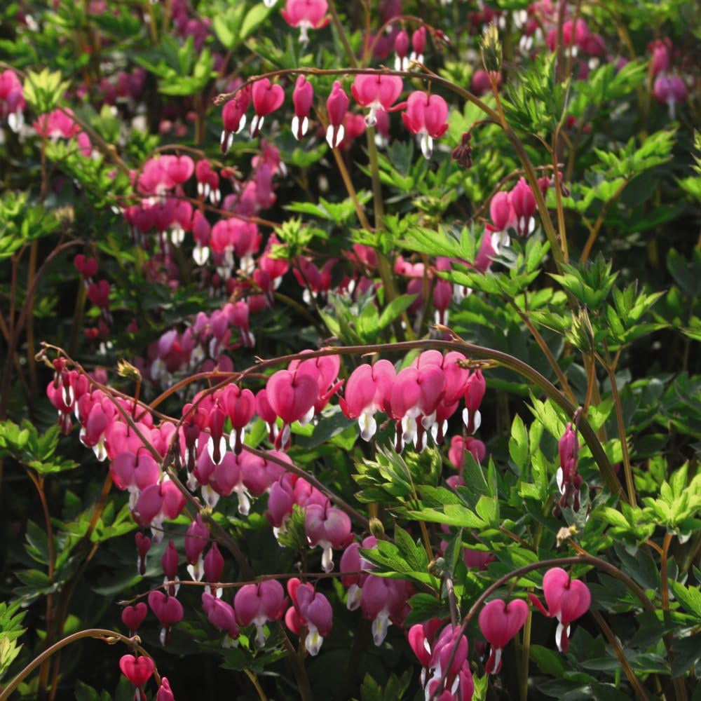 Thompson and Morgan Dicentra Spectabilis Bleeding Heart Pink Plant Pot 9cm 3 Pack Image 4