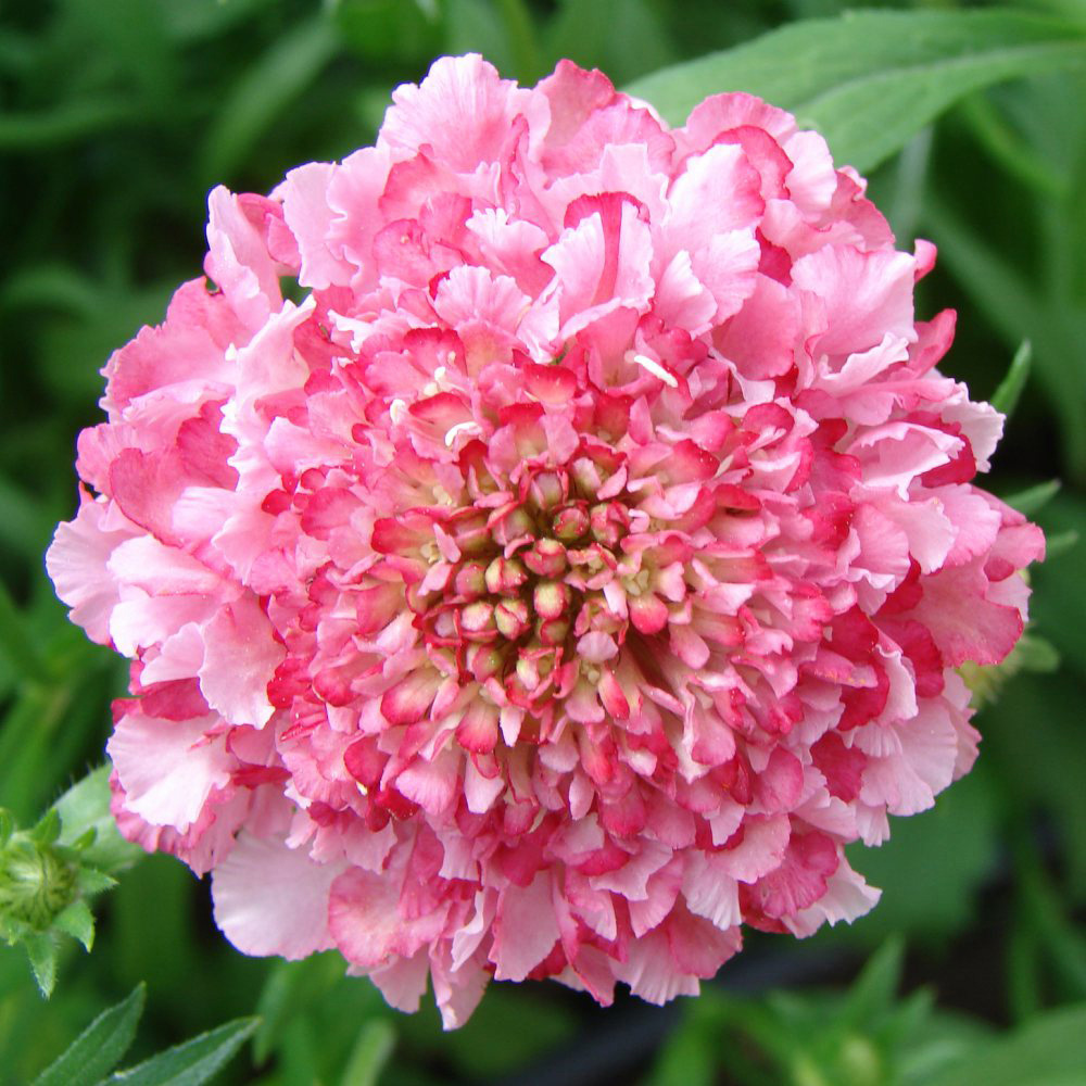 Thompson & Morgan Scabious Kudos Pink Jumbo Plant Plug Image 1