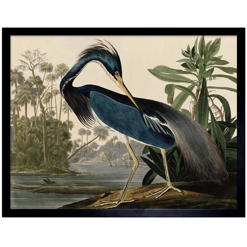 Artery8 Audubon Louisiana Heron Painting Framed Wall Art Print 30 x 41cm Image 1