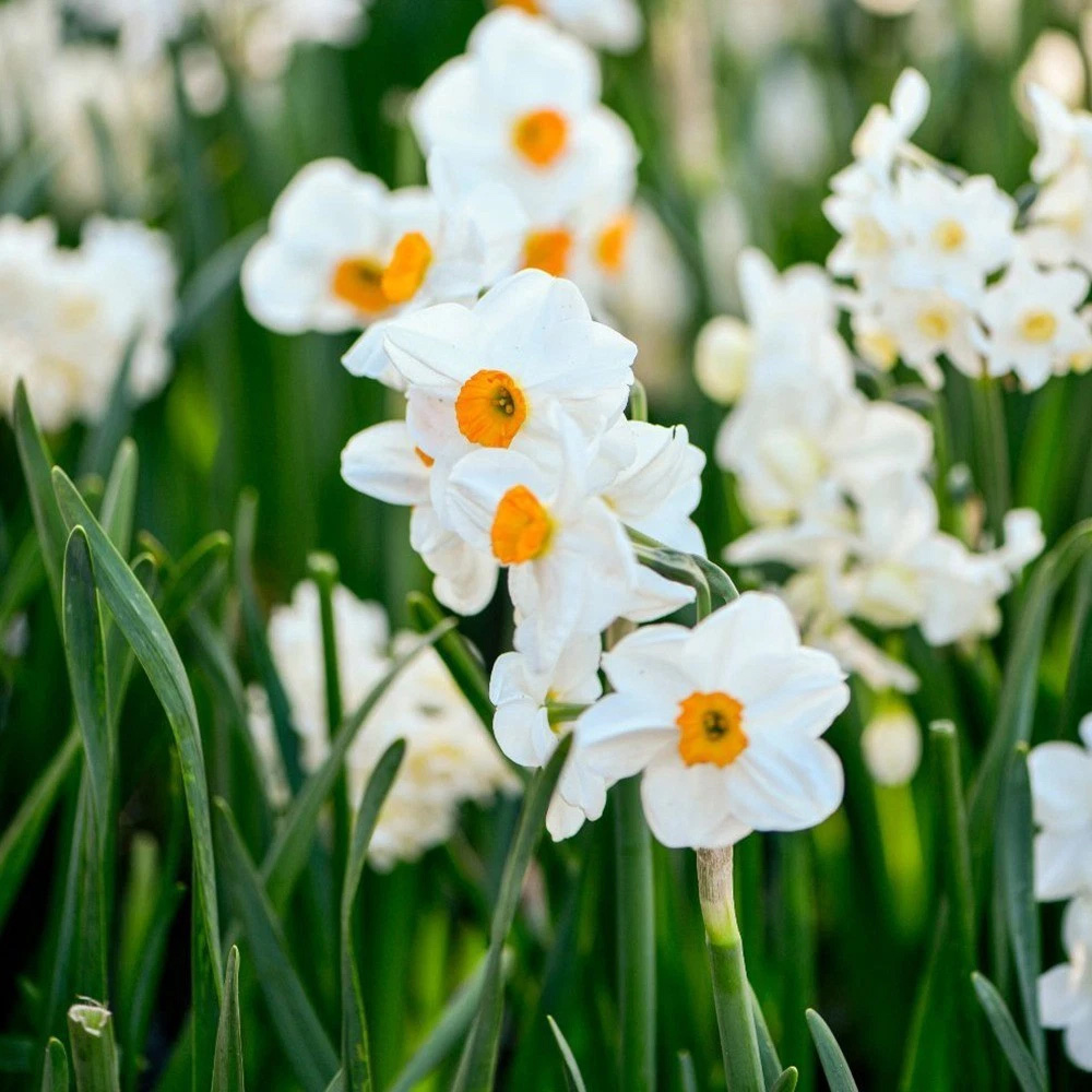 Thompson and Morgan Daffodil Most Scented Mixed Planting Bulb 21 Pack Image 3