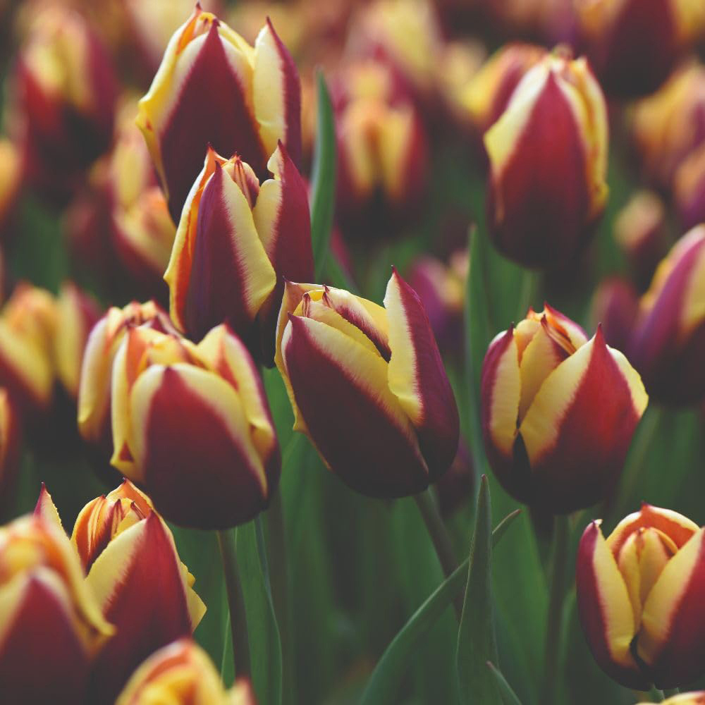 Thompson and Morgan Tulip Gavota Planting Bulb 16 Pack Image 2