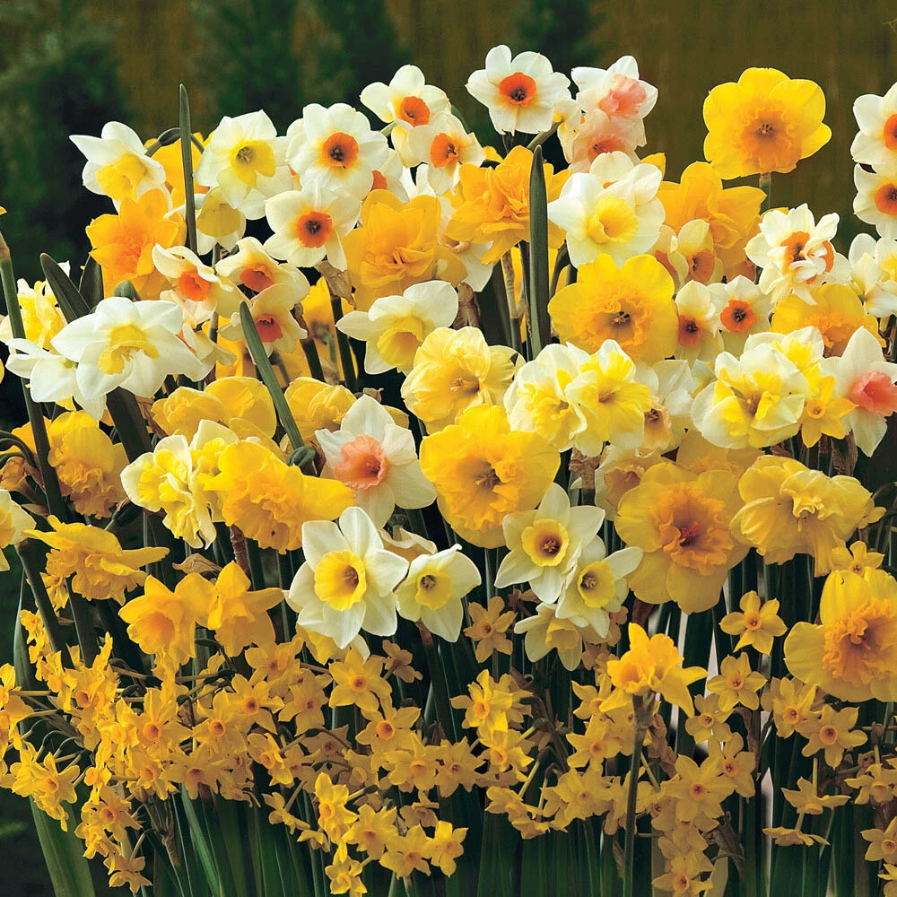 Thompson and Morgan Daffodil Sweet Aroma Mixed Spring Planting Bulb 16 Pack Image 3