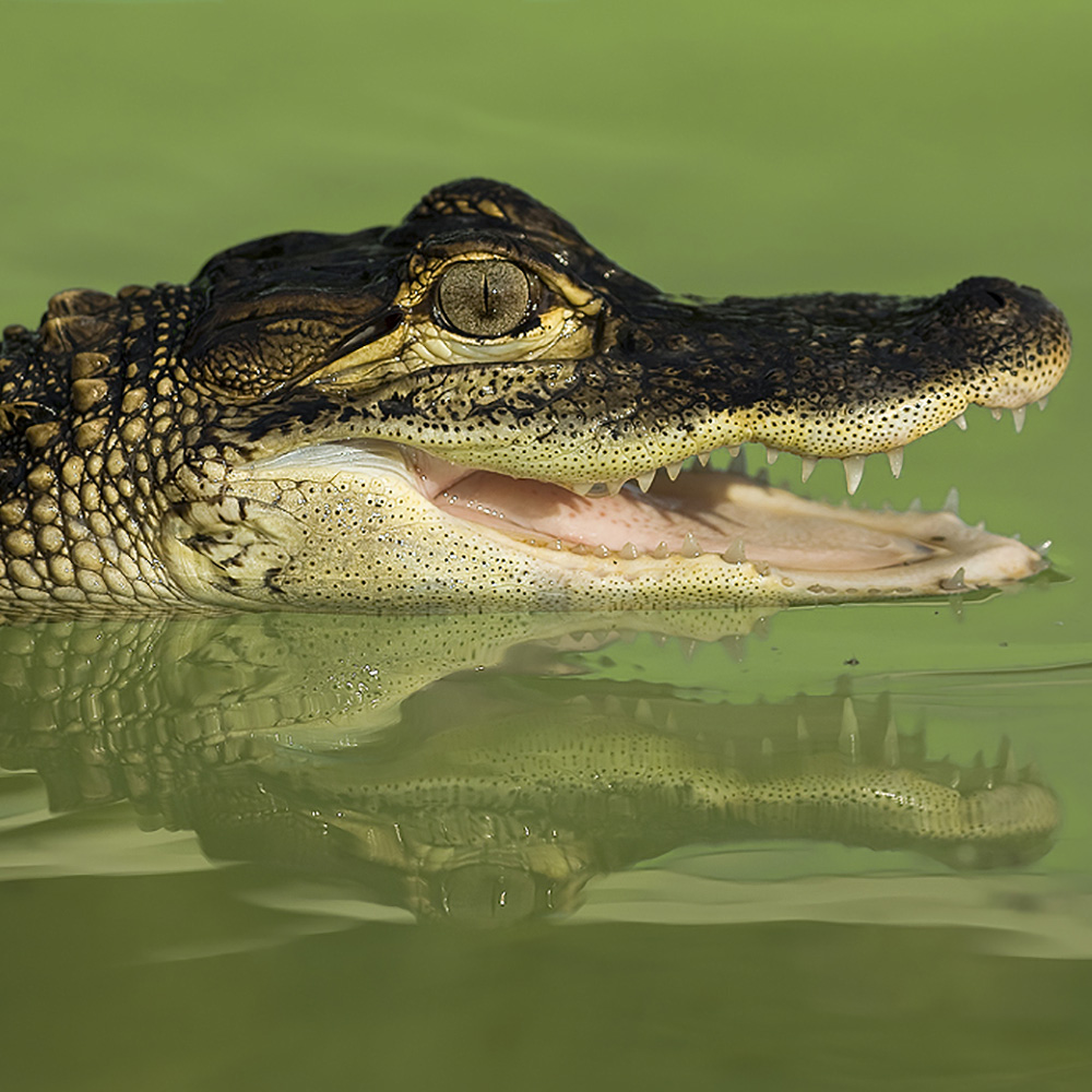 Activity Superstore Swimming with Crocodiles and Lunch Gift Experience 2 Pack Image 3