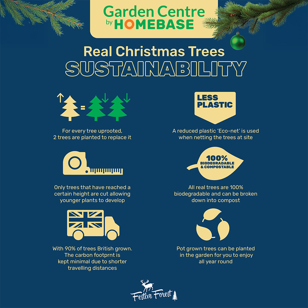 Pot Grown Norway Spruce Real Christmas Tree 3ft Image 2