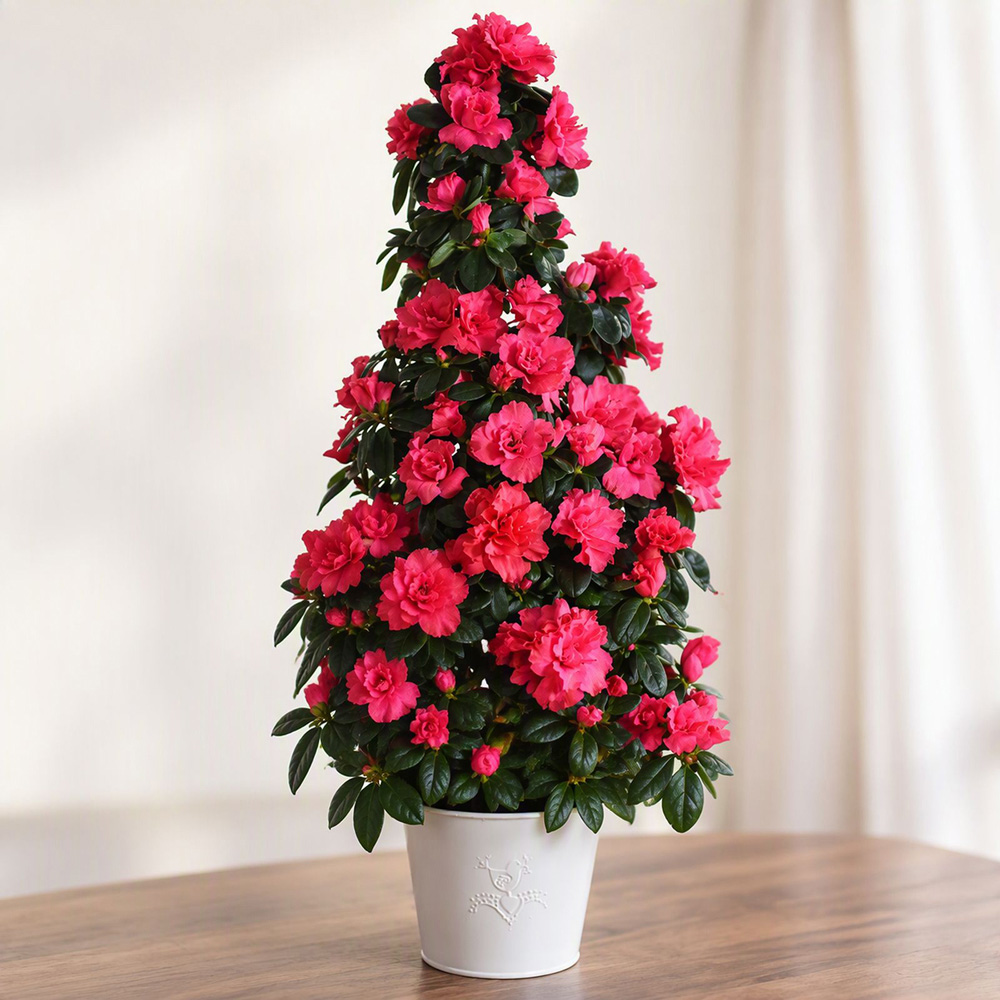 Thompson and Morgan Christmas Gift Azalea Piramide Tree Plant Pot 17cm 2 Pack Image 1