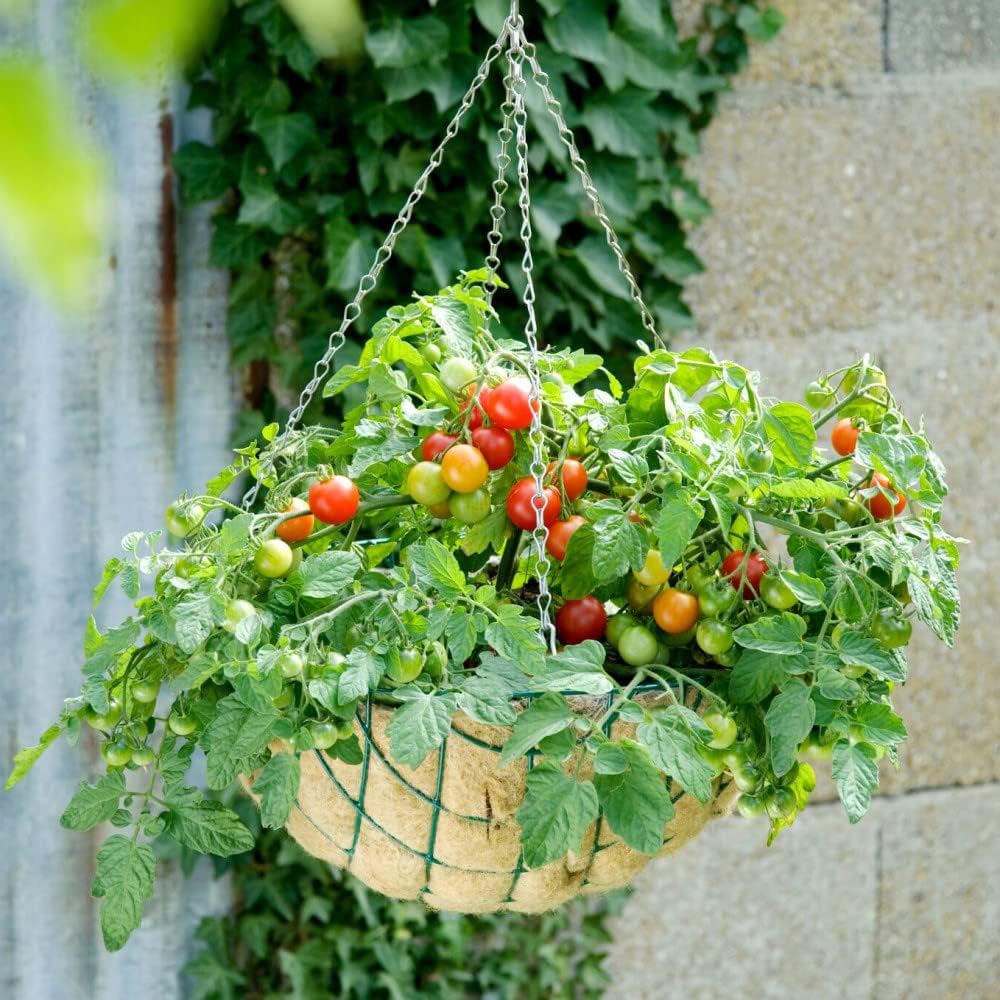 Thompson & Morgan Tomato Patio Tumbling Bella Postiplug Plant 6 Pack Image 4