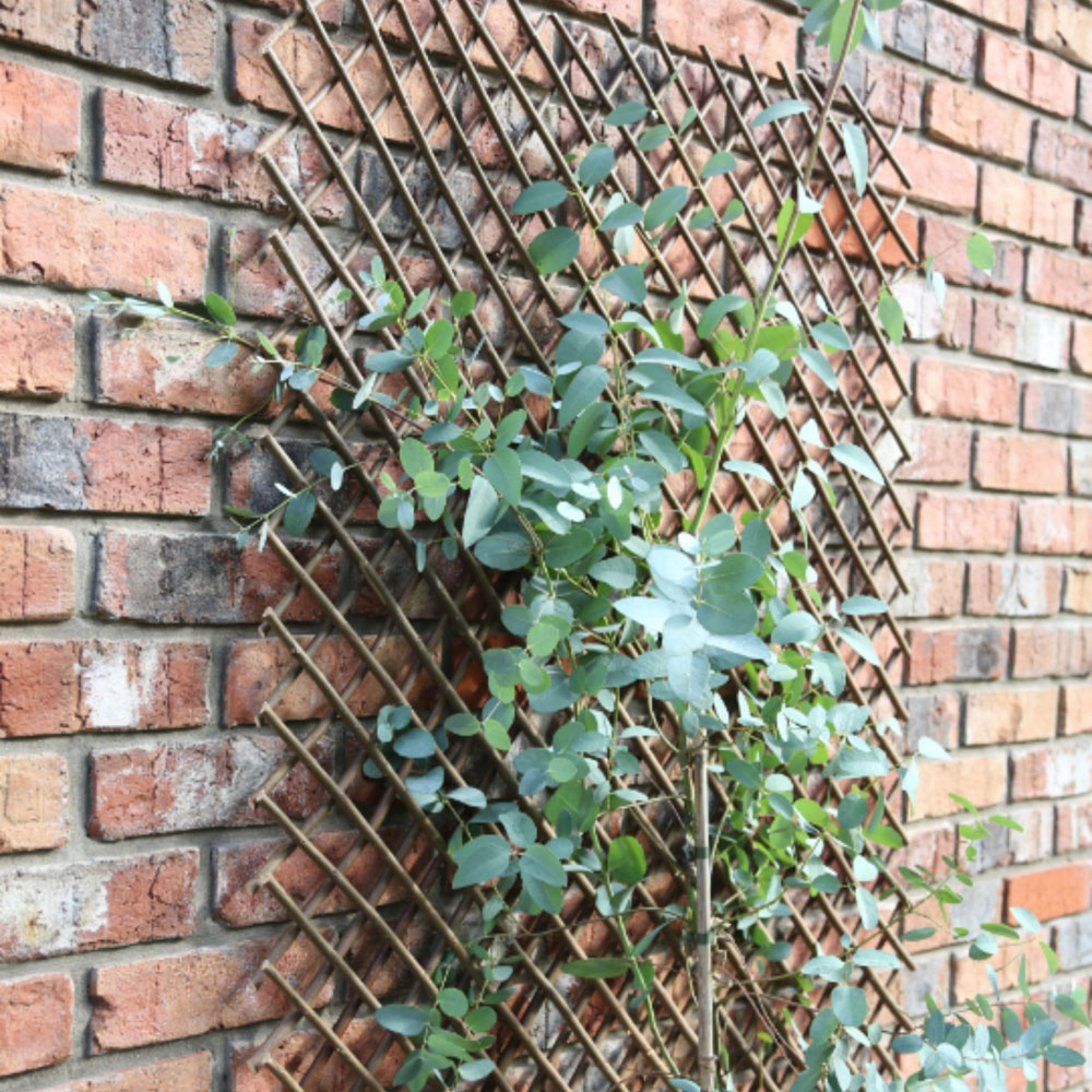 Samuel Alexander Tom Chambers Expanding Willow Panel Garden Trellis 180 x 60cm Image 5