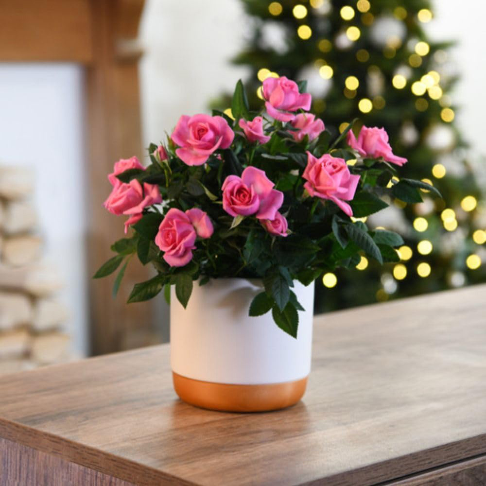 Thompson and Morgan Christmas Gift Scented Rose Deep Pink Plant in Zinc Pot 10.5cm Image 6