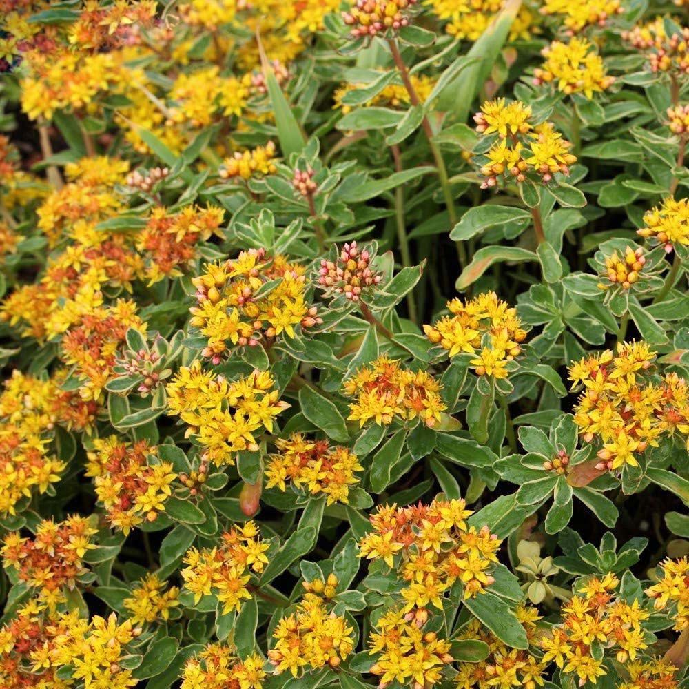 Thompson and Morgan Sedum Kamtschaticum Variegatum Plant Pot 7cm Image 2