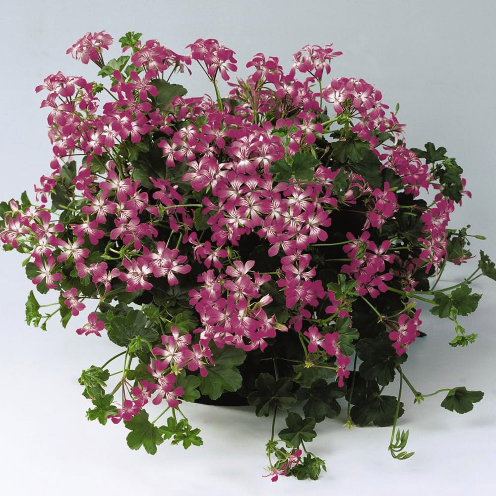 Thompson and Morgan Geranium Peltatum Pink Plant Pot 10.5cm 2 Pack Image 2