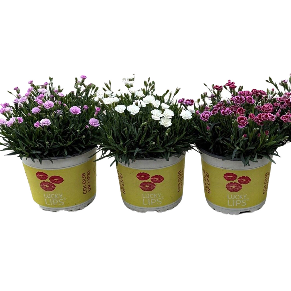 Dianthus Lucky Lips Plant Image 3