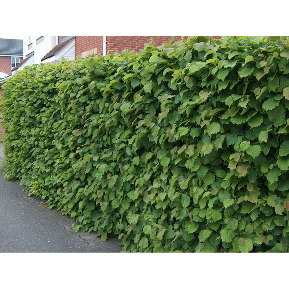 Inspirational Gifting Hazel Bare Root Hedge Plant Saplings 2ft 20 Pack Image 3