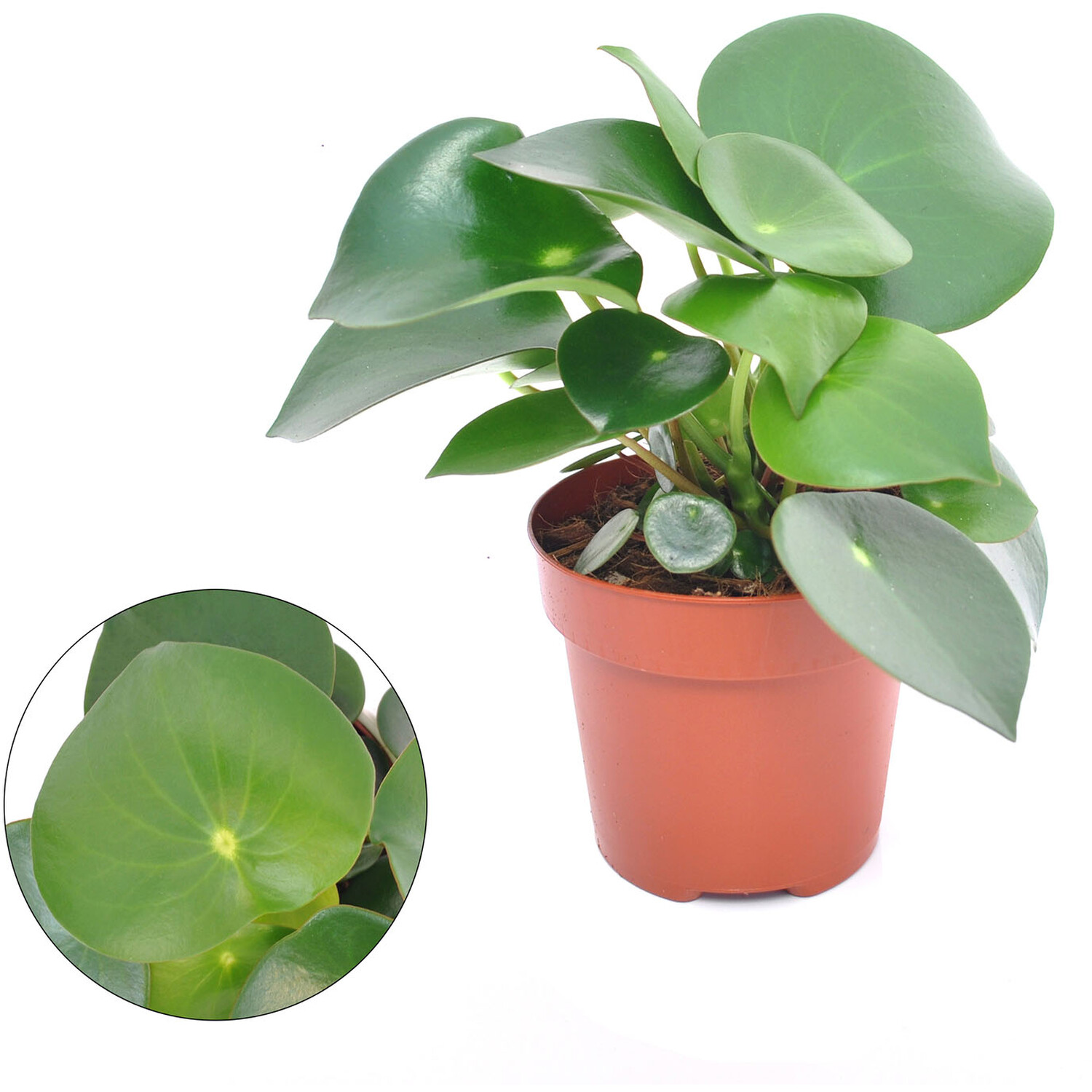 Peperomia Polybotrya Raindrop - Green Image