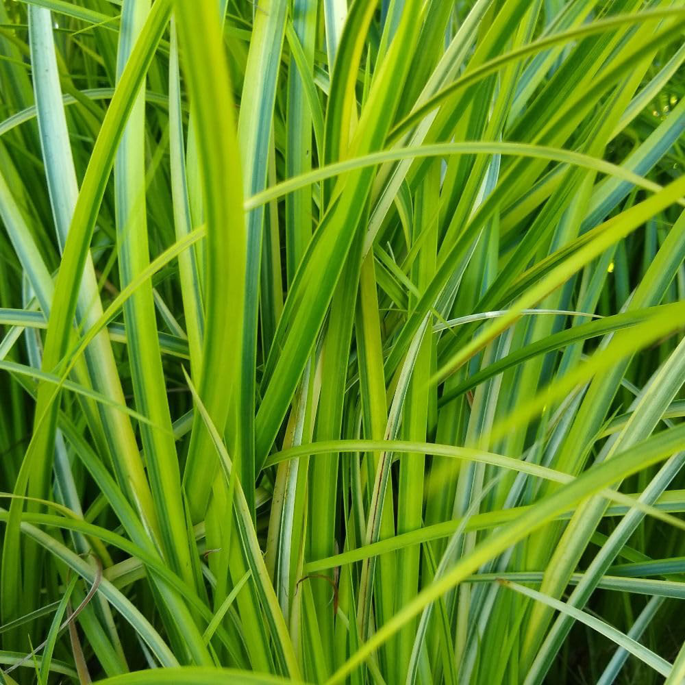 Thompson & Morgan Acorus Calamus Gramineus Plant Pot 9cm 3 Pack Image 1
