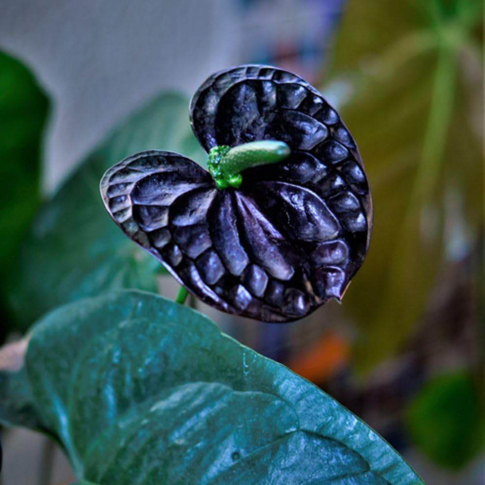 Thompson and Morgan Anthurium Black Love Plant in Pot 12cm Image 6