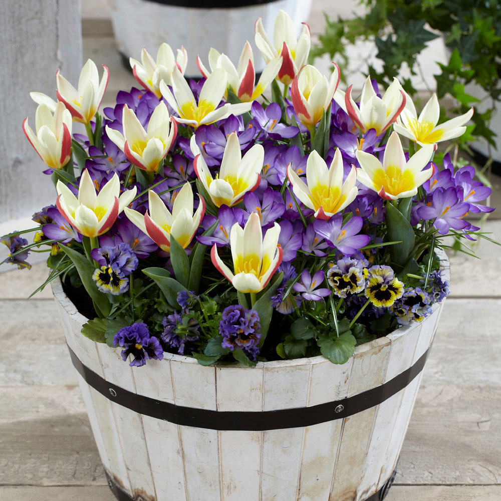 YouGarden First Spring Tulip and Crocus Mix Planting Bulb 48 Pack Image 1