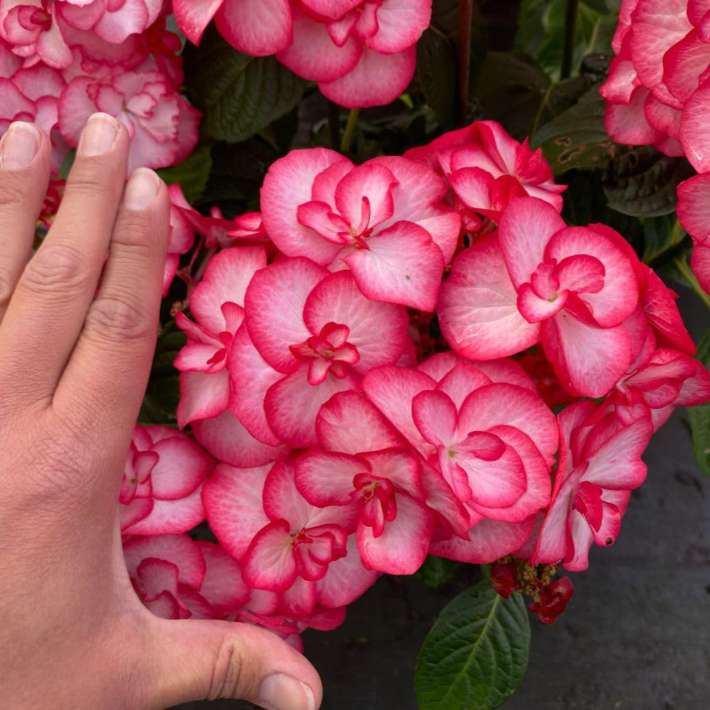 Thompson & Morgan Hydrangea Macrophylla Yulika Plant Pot 3L Image 3