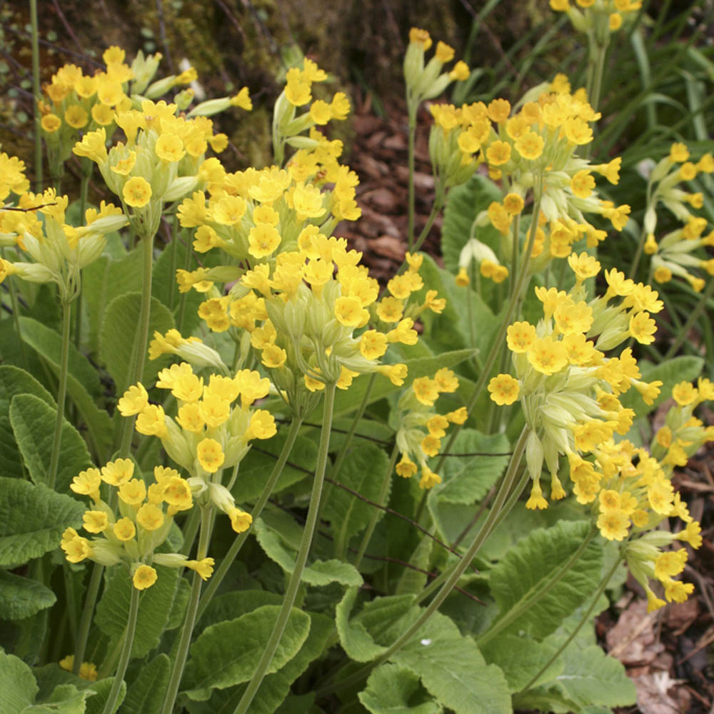 YouGarden Primula Veris Cowslip Plant Pot 3 Pack Image 1