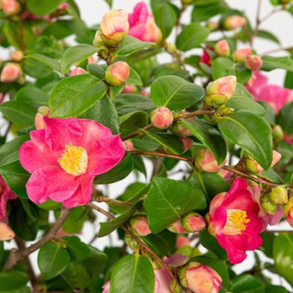 Thompson and Morgan Camellia Japonica Winter Perfume Pink Plant Pot 15cm Image