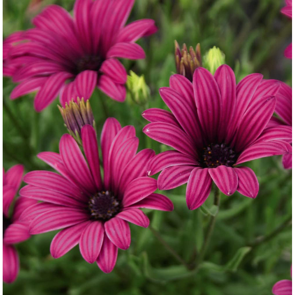 Thompson and Morgan Osteospermum Hardy Tresco Purple Jumbo Plugs 3 Pack Image 2