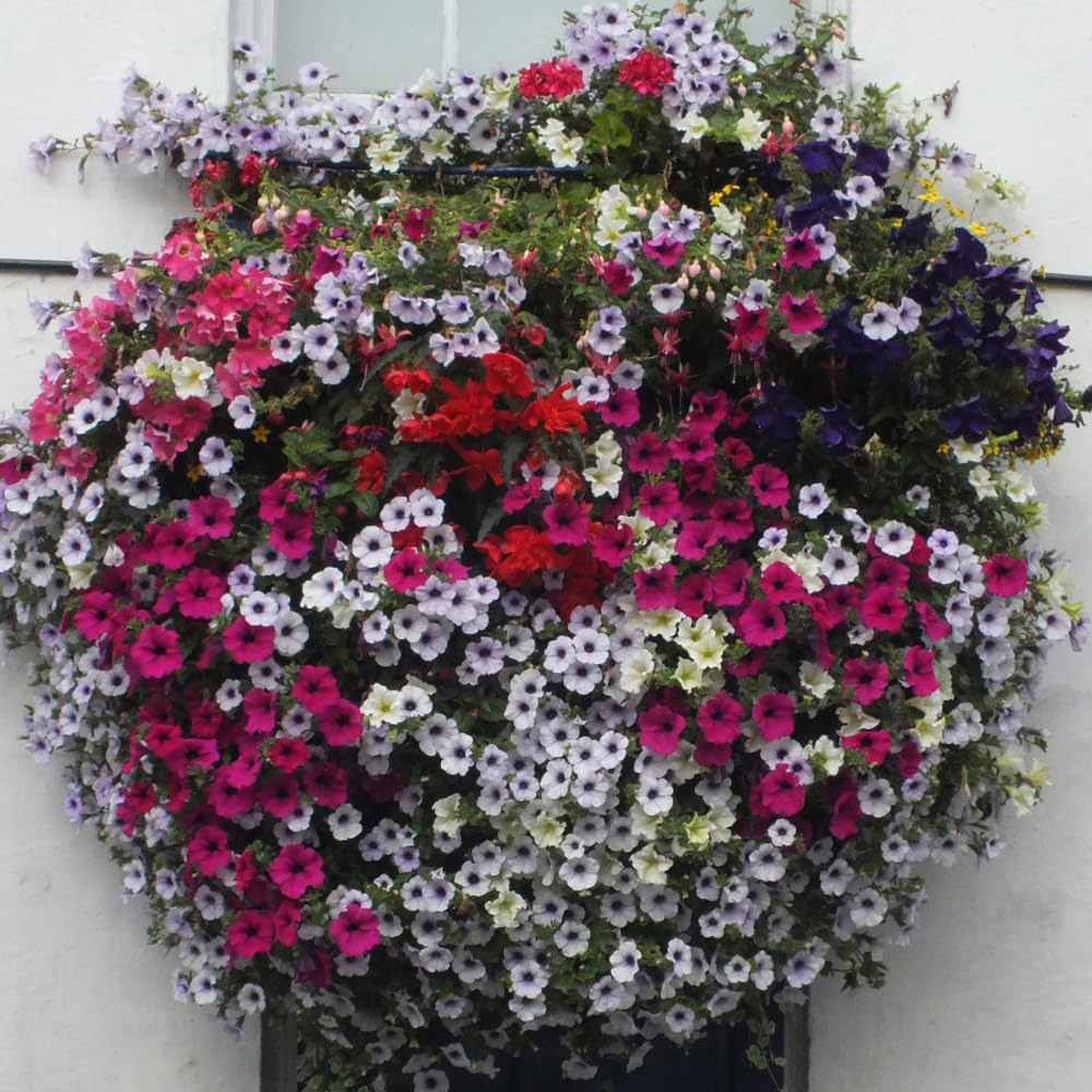 Thompson and Morgan Petunia Surfinia Basket 35cm 2 Pack Image 3