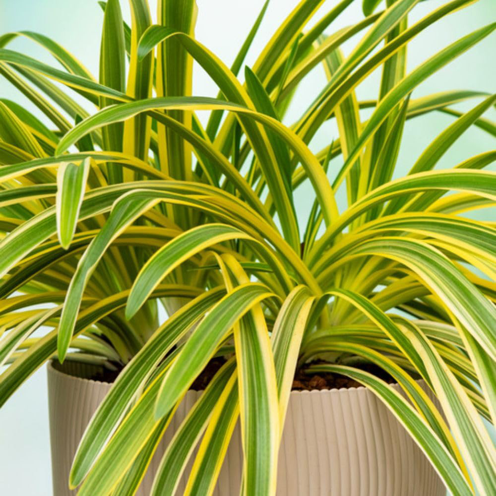 Thompson & Morgan Agapanthus Zambezi Plant Pot 2L 2 Pack Image 1