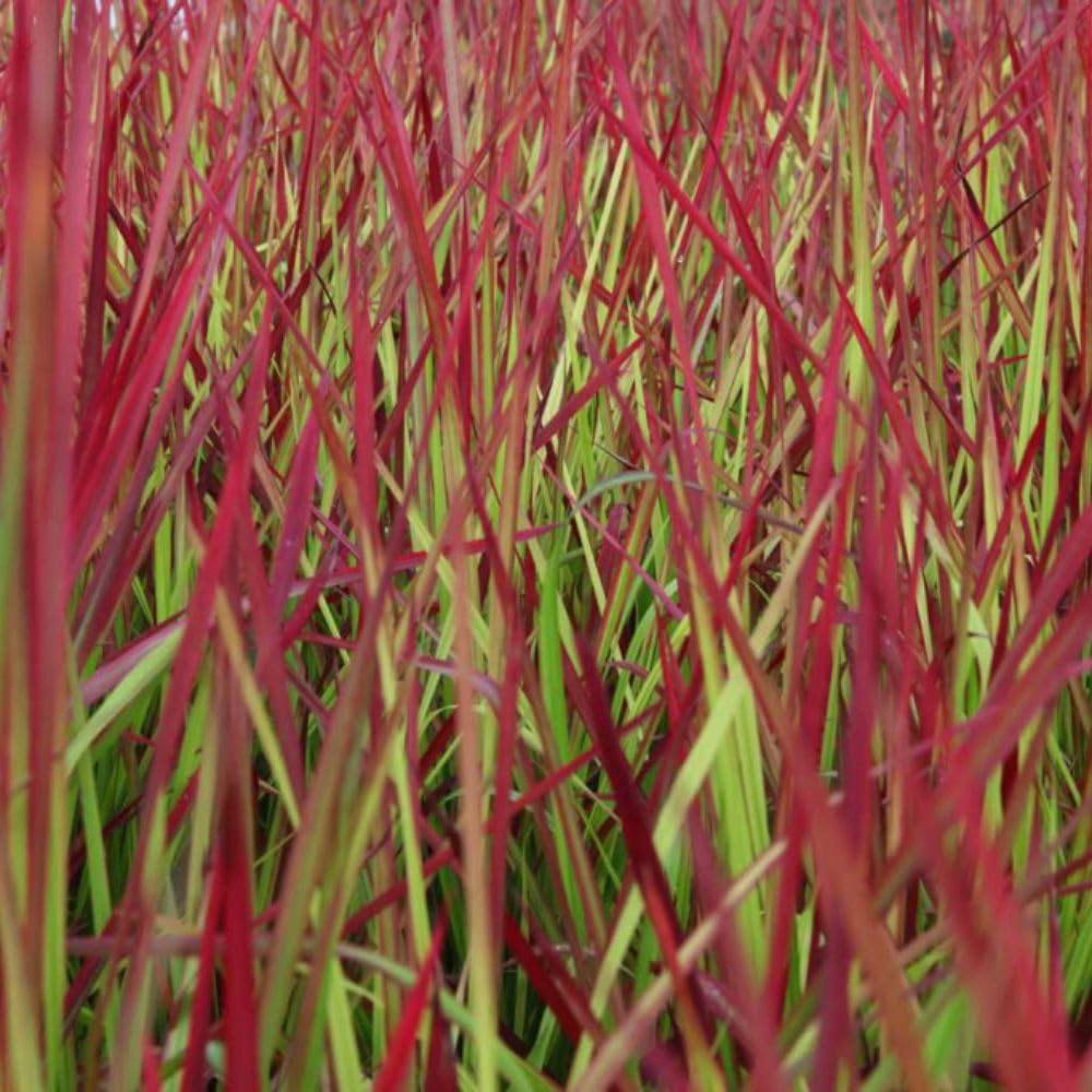 Thompson and Morgan Imperata Cylindrica Red Baron Potted Plant 14cm 2 Pack Image 1