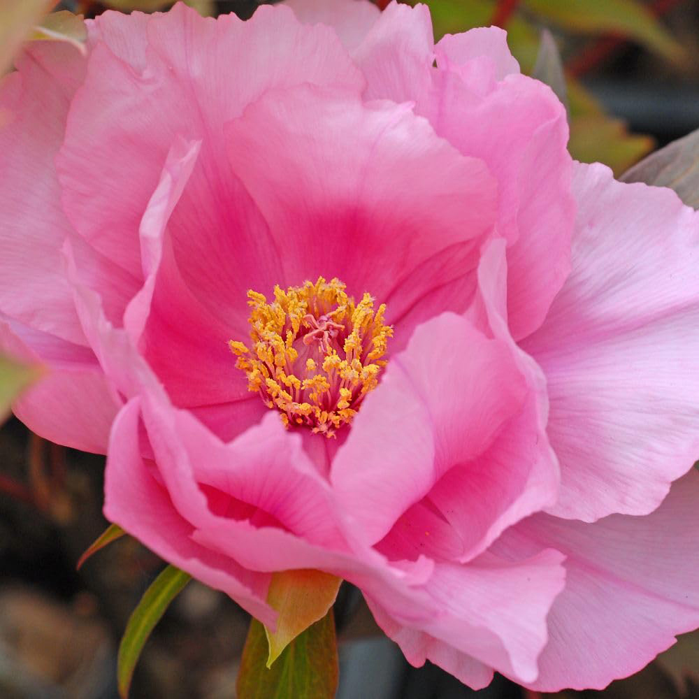 Thompson and Morgan Paeonia Pink Peony Tree Pot 12cm 2 Pack Image 2