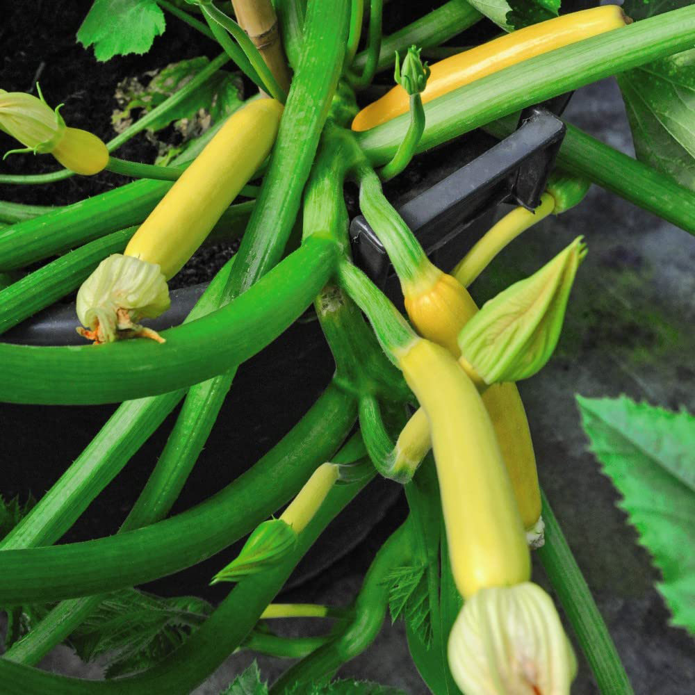Thompson & Morgan Courgette Shooting Star F1 Hybrid Seeds Image
