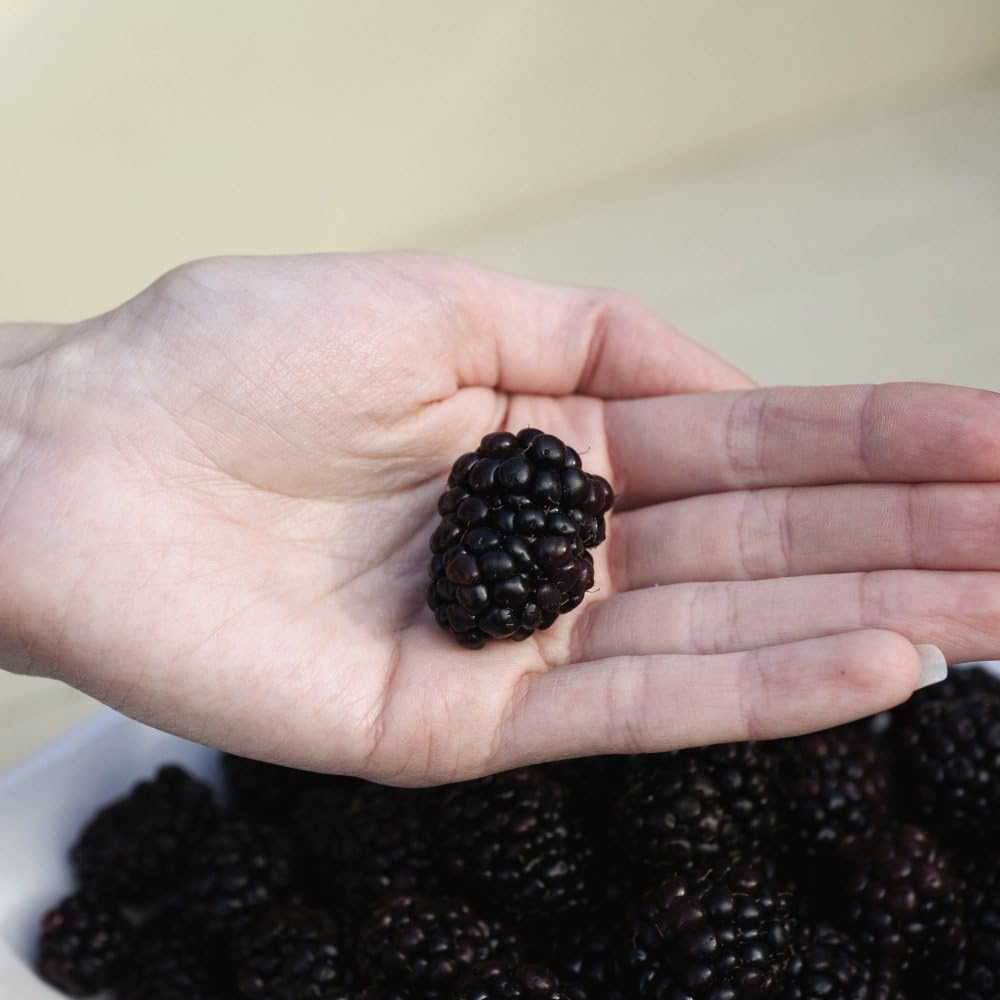 Thompson and Morgan Blackberry Rubus Reuben Plant Pot 3L Image 3