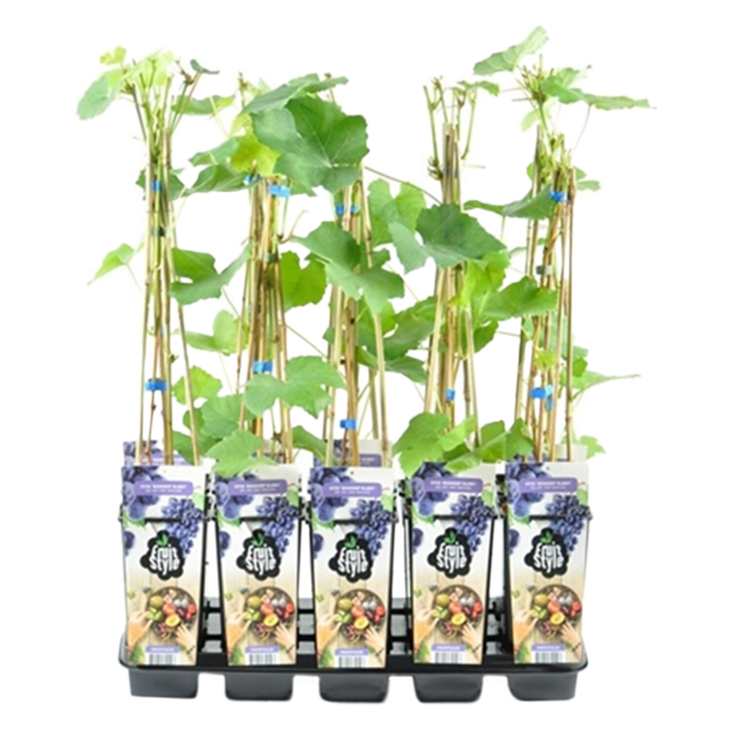 Grape Plant - Boskoop Glory Image