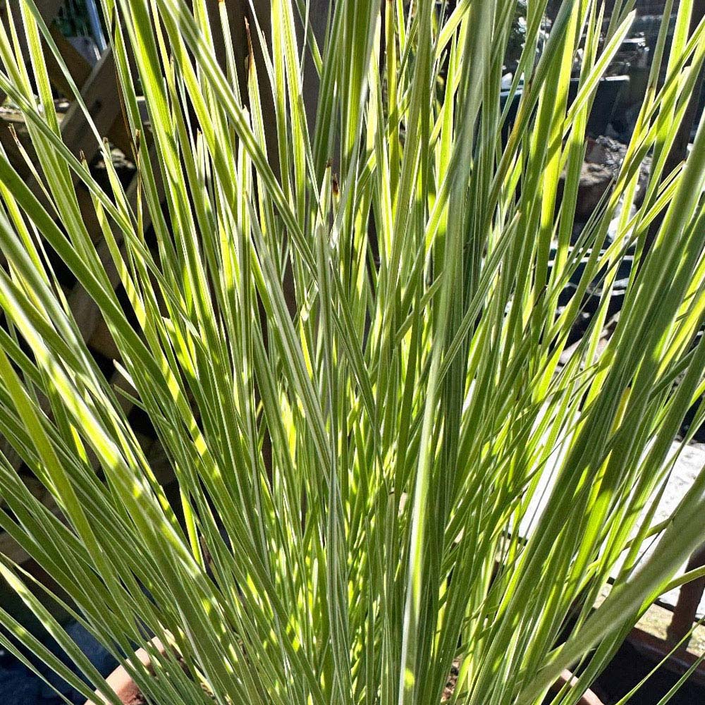 Thompson and Morgan Lomandra Arctic Frost Plant Pot 9cm 2 Pack Image 2
