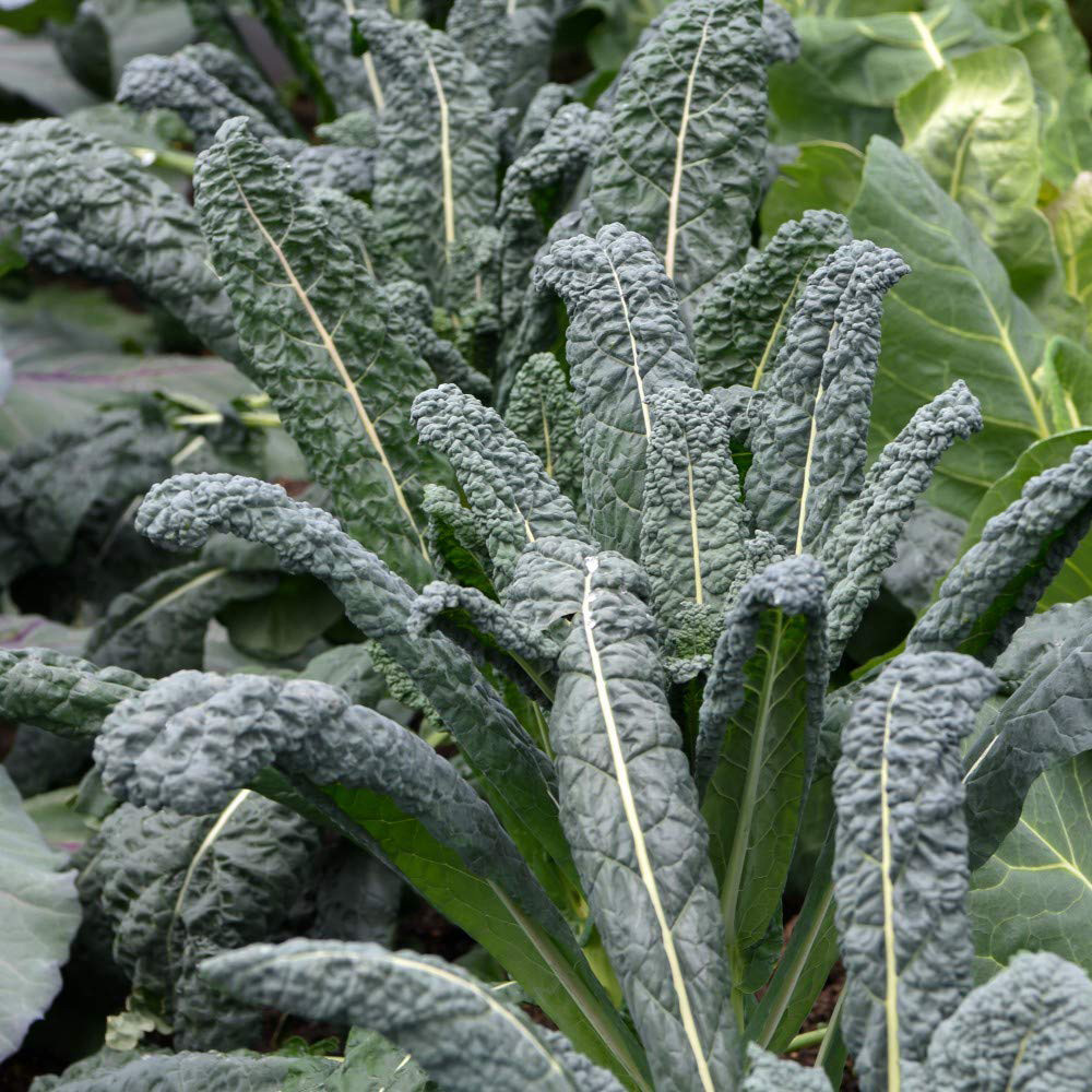 Thompson & Morgan Kale Nero Di Toscana Seeds Image 3